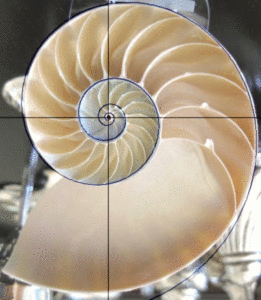 nautilus shell halved vertically to show the spiral structure
